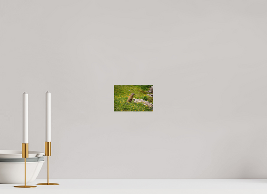 Liechtensteiner Murmeltier