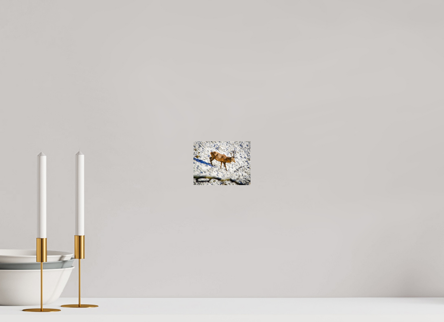 13 x 10 cm, Photo Print Under Acrylic Glass Rothirsch im Neuschnee