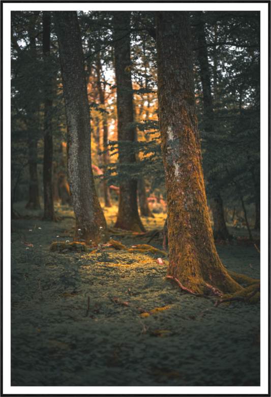 Saarländer Märchenwald