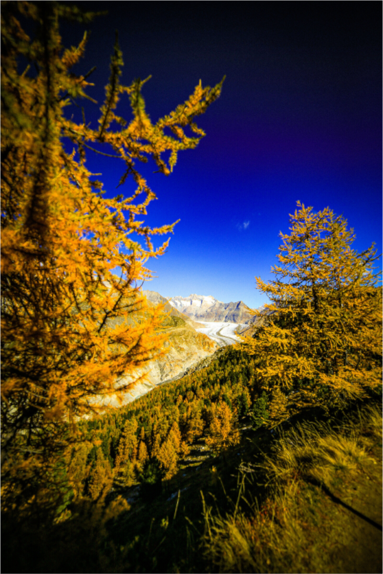 Main image Goldener Oktober am Aletschgletscher