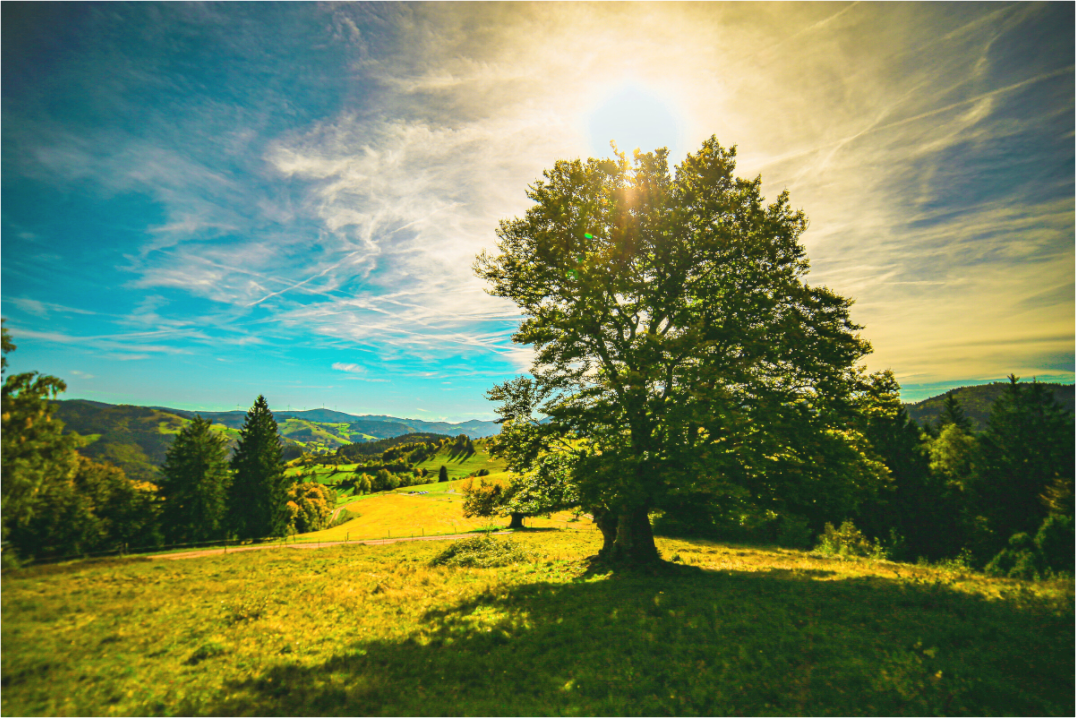 Main image Weidbuche im Herbst