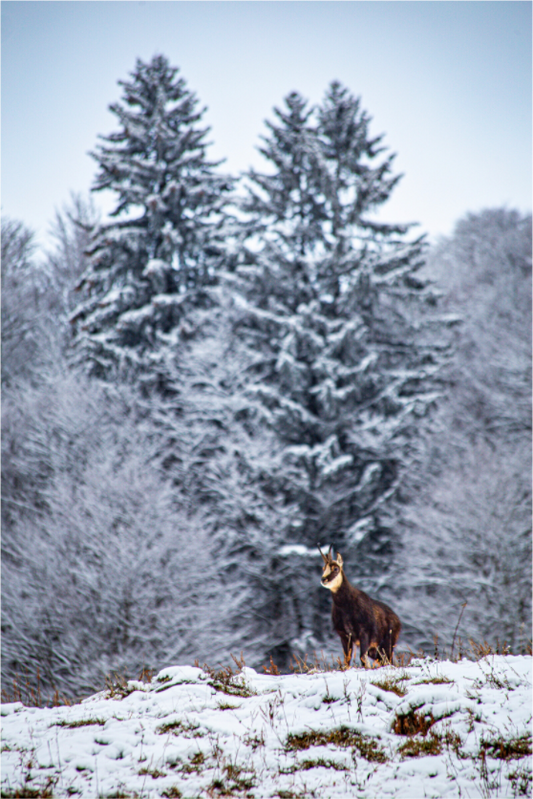 Main image Gams am Belchen