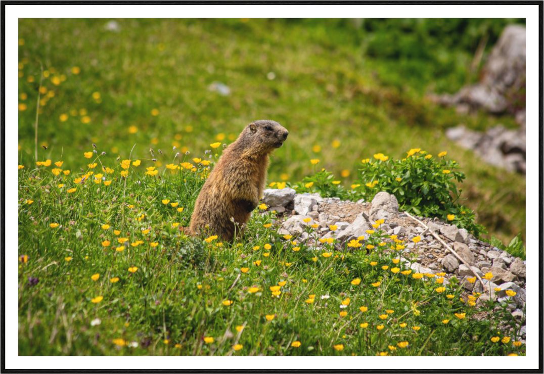 Liechtensteiner Murmeltier