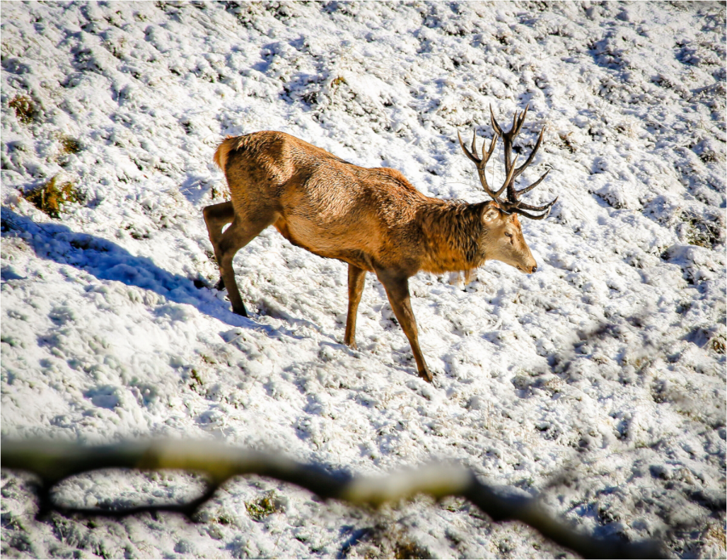 Main image Rothirsch im Neuschnee